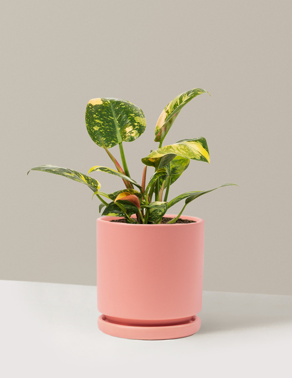 Variegated Philodendron Congo Rojo