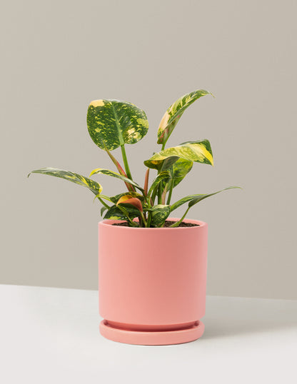 Variegated Philodendron Congo Rojo