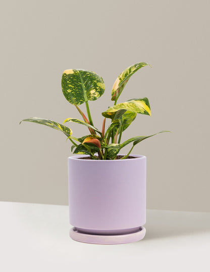 Variegated Philodendron Congo Rojo