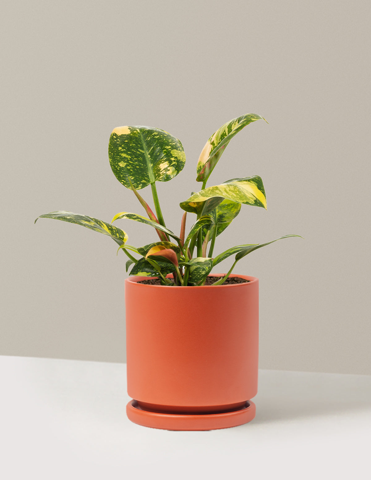 philodendron congo nuclear Philodendron Congo Nuclear Houseplant with Planter - Medium (10-14" tall) Rust Planter