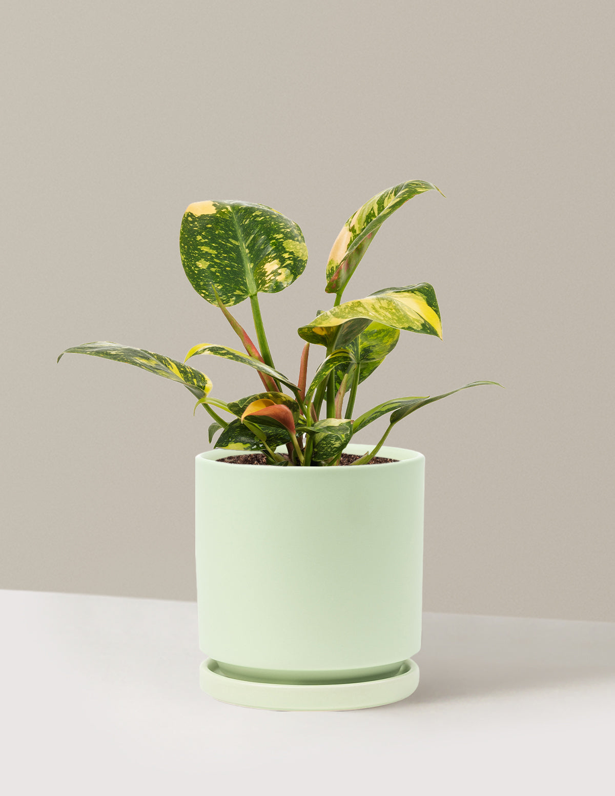 Variegated Philodendron Congo Rojo