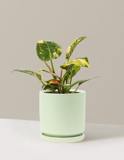 Variegated Philodendron Congo Rojo