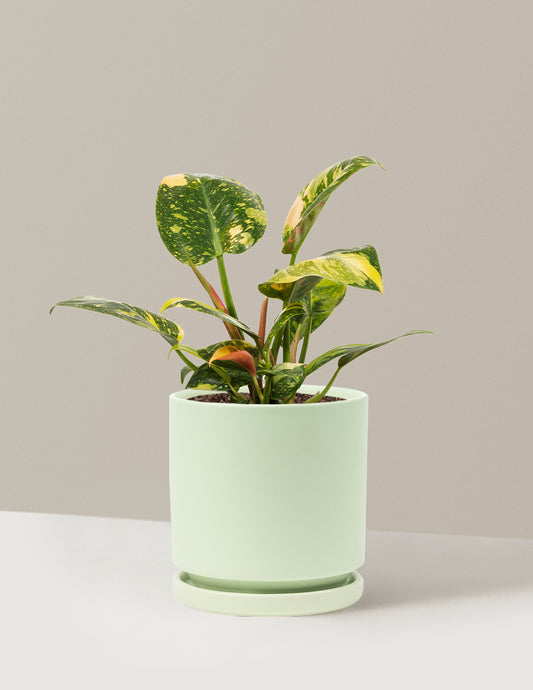 Variegated Philodendron Congo Rojo