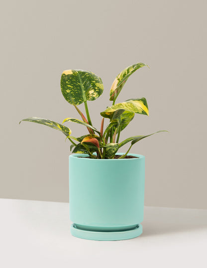 Variegated Philodendron Congo Rojo