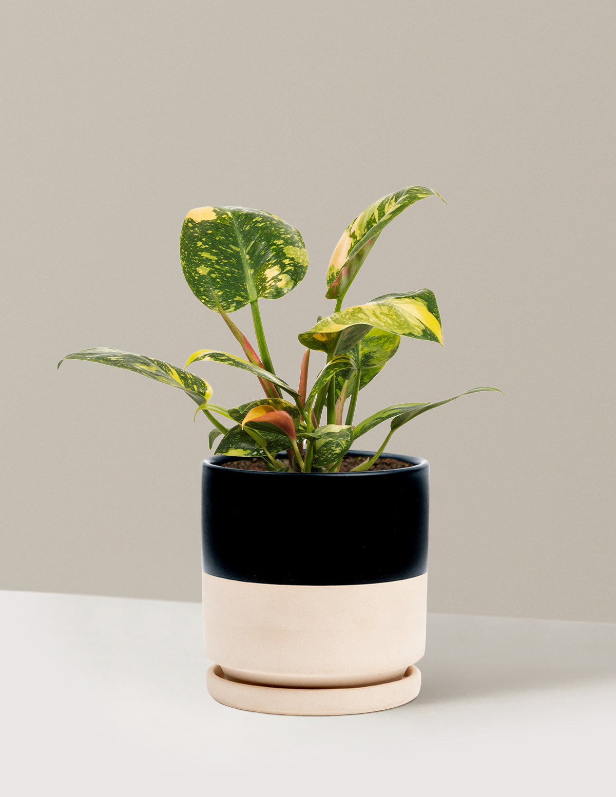 Variegated Philodendron Congo Rojo