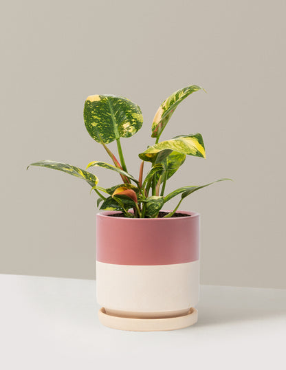 Variegated Philodendron Congo Rojo