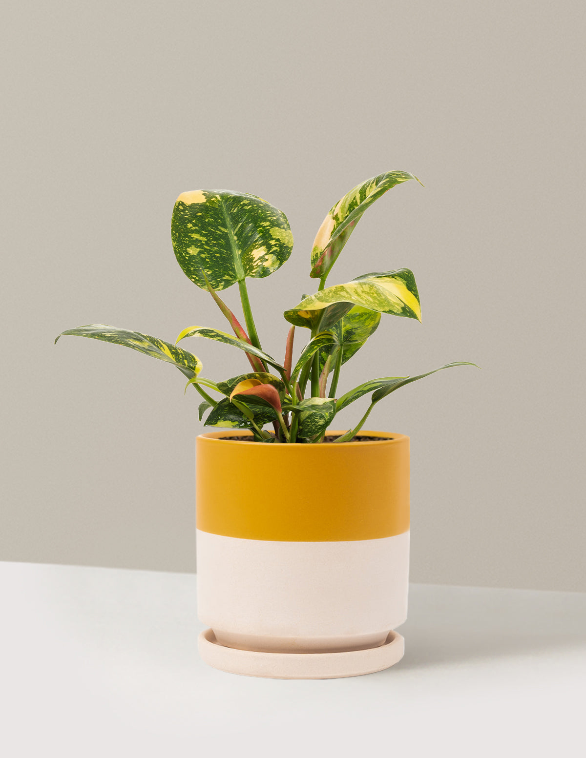 Variegated Philodendron Congo Rojo