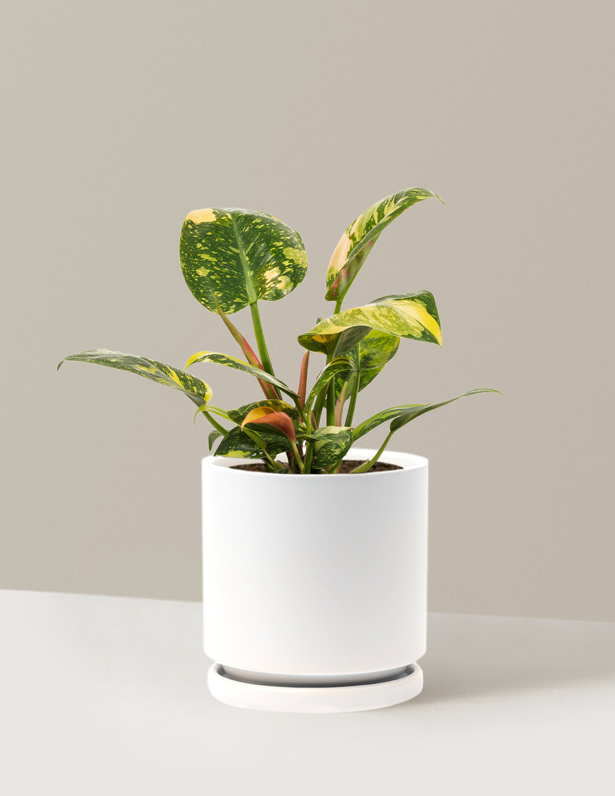 Philodendron Congo Nuclear