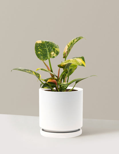 Variegated Philodendron Congo Rojo