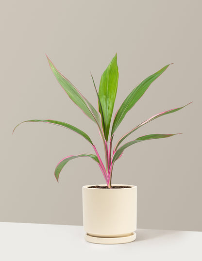Cordyline Pink Diamond