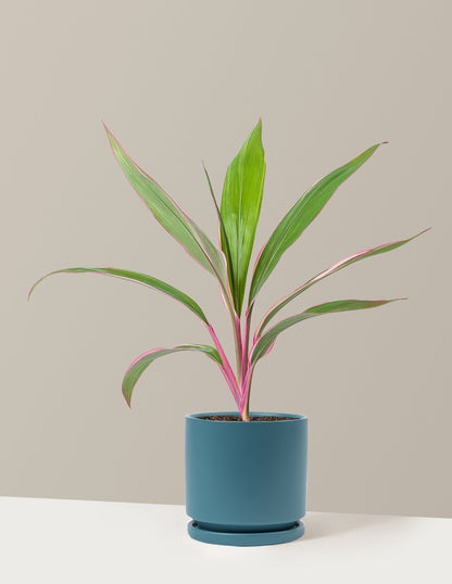 Cordyline Pink Diamond