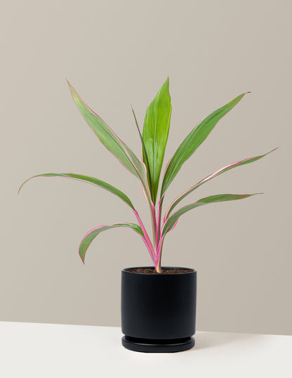 Cordyline Pink Diamond