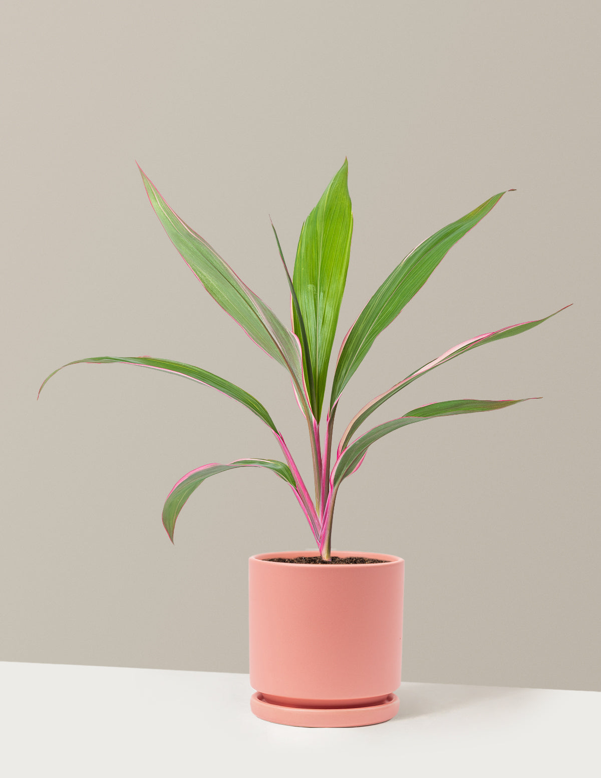 Cordyline Pink Diamond