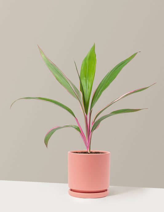 Cordyline Pink Diamond