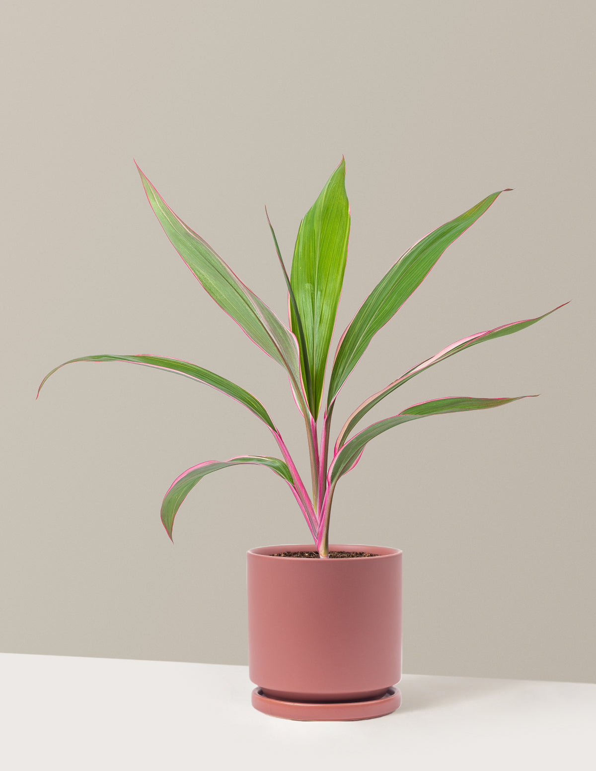 bundle | Medium | Isabella | Dusty Rose