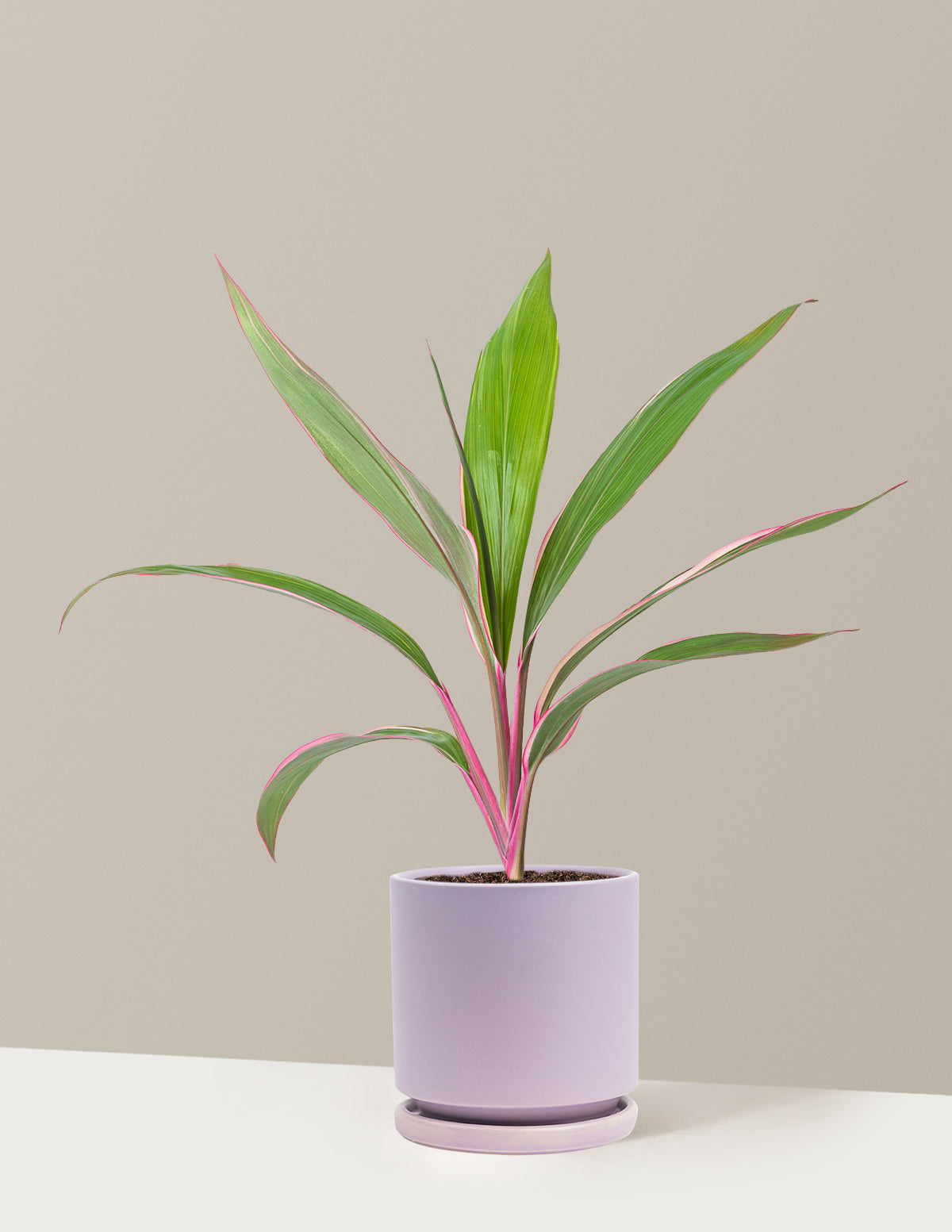 Cordyline Pink Diamond