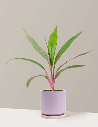 Cordyline Pink Diamond