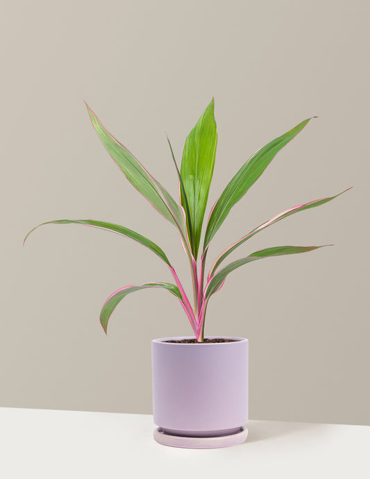 Cordyline Pink Diamond