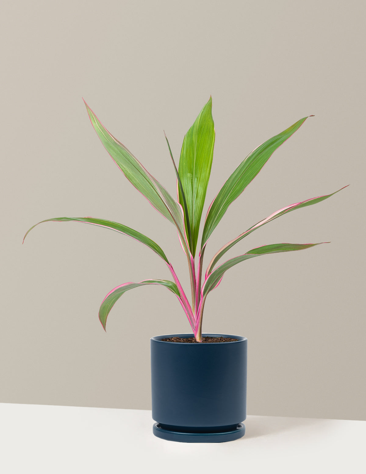 Cordyline Pink Diamond