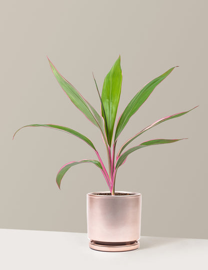 indoor plant with pink stems Cordyline Pink Diamond | Tropical Indoor Plants & Houseplants