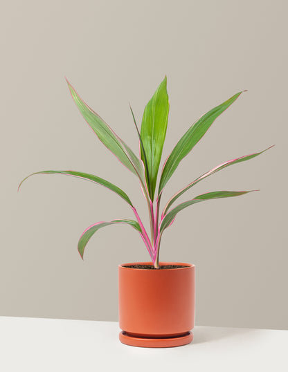 Cordyline Pink Diamond