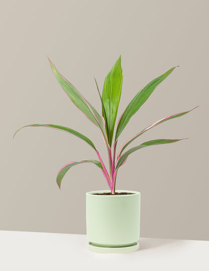 Cordyline Pink Diamond