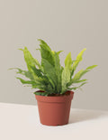 Crocodile Fern