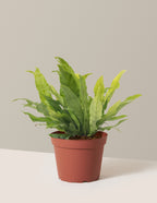 Crocodile Fern