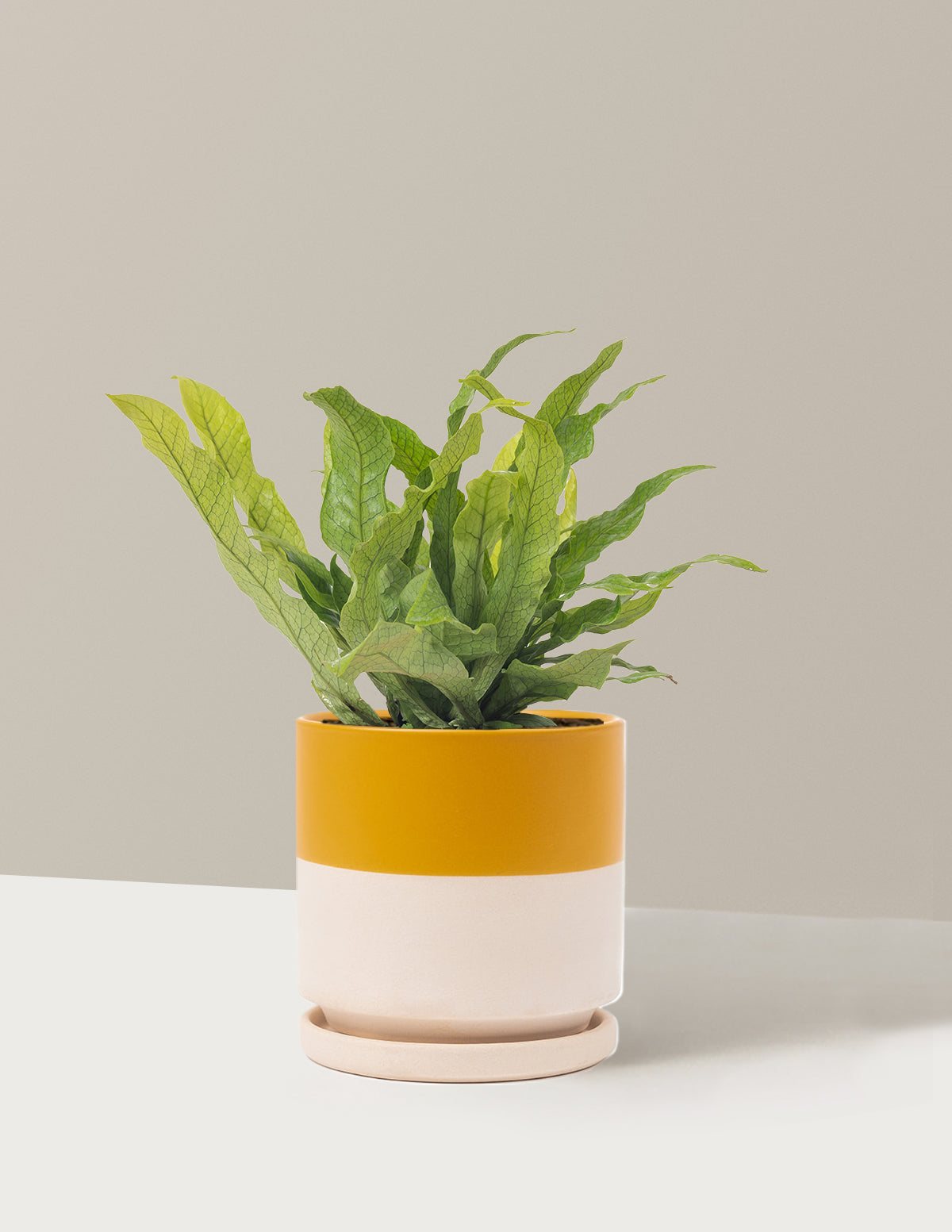 Crocodile Fern