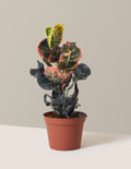 Croton Nectarine