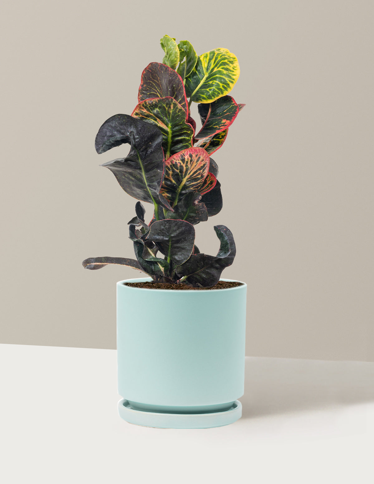 Croton Nectarine