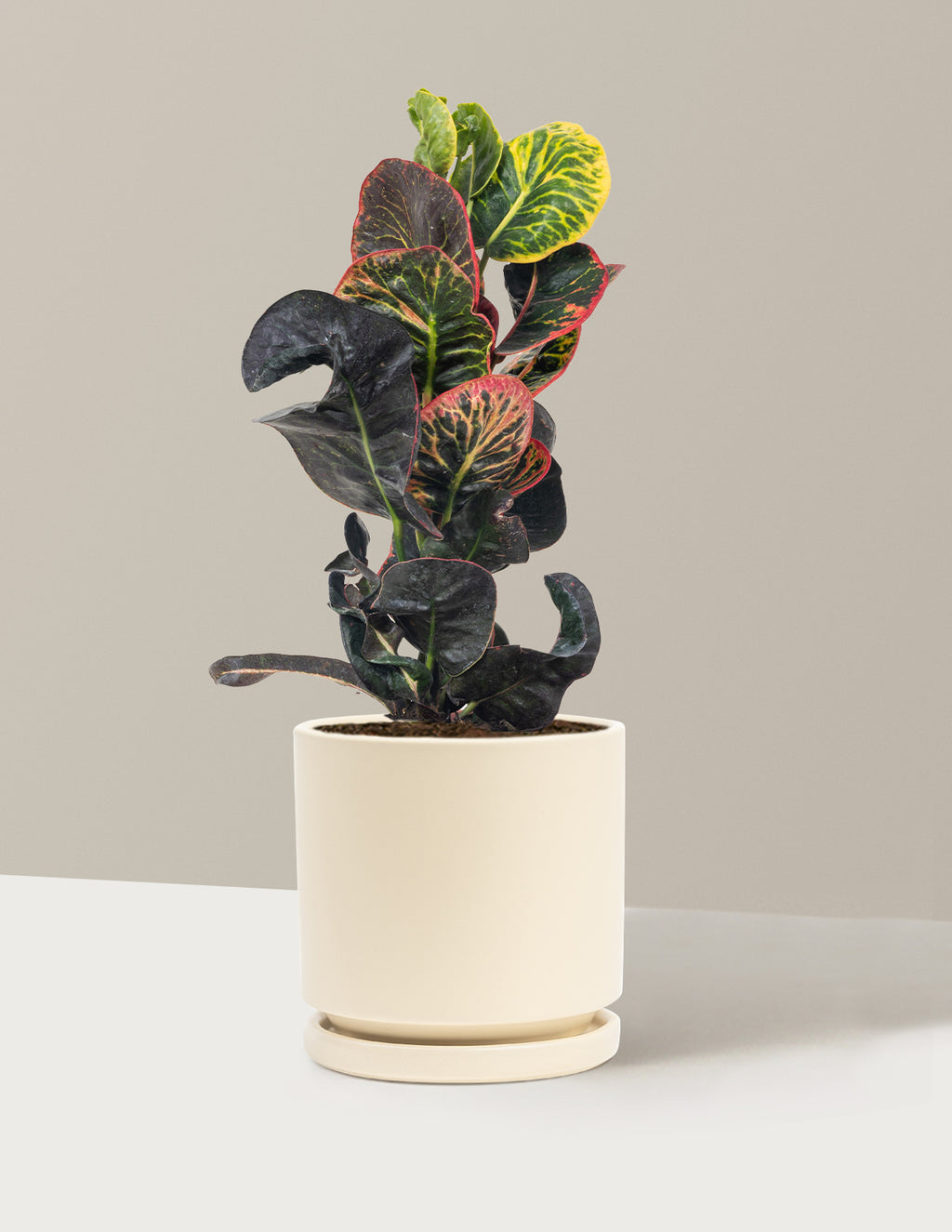 Croton Nectarine