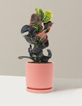 Croton Nectarine