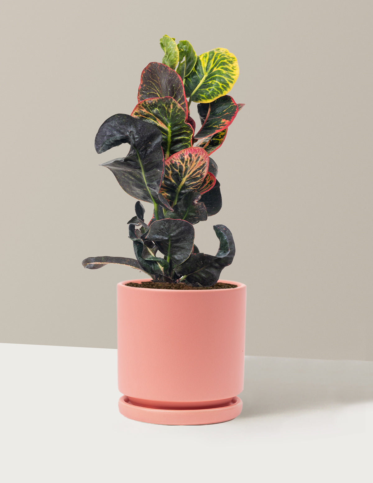 Croton Nectarine