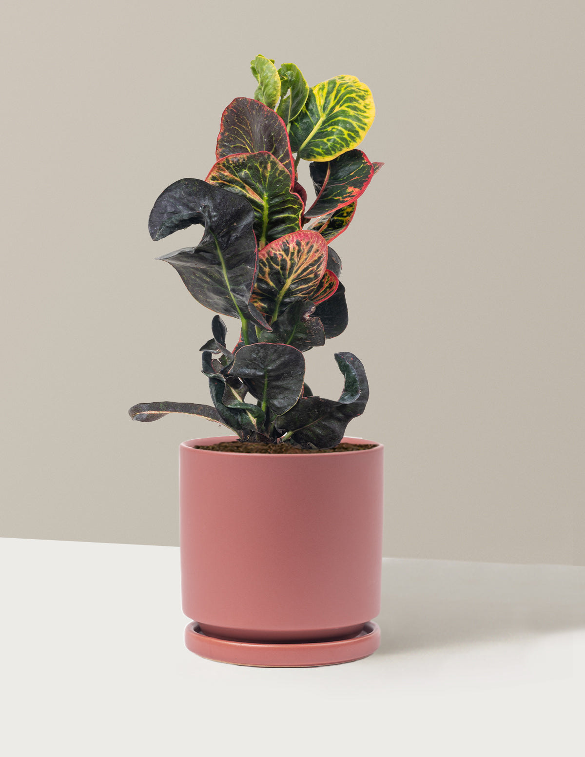 Croton Nectarine