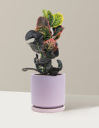 Croton Nectarine