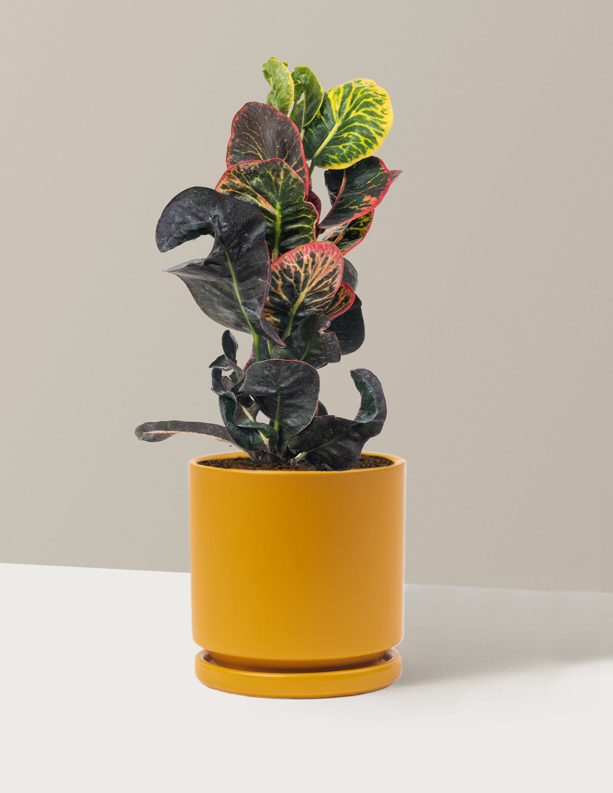 Croton Nectarine