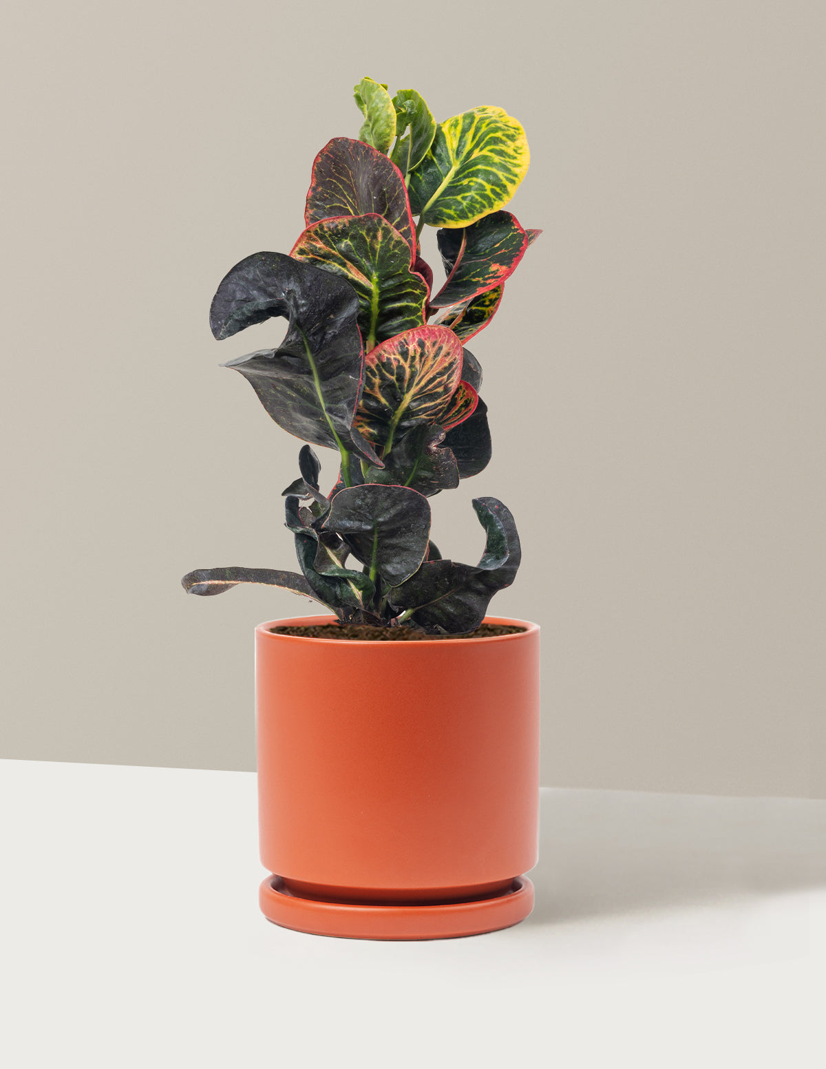 Croton Nectarine