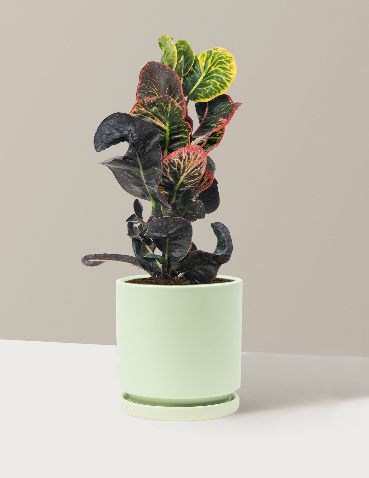 Croton Nectarine