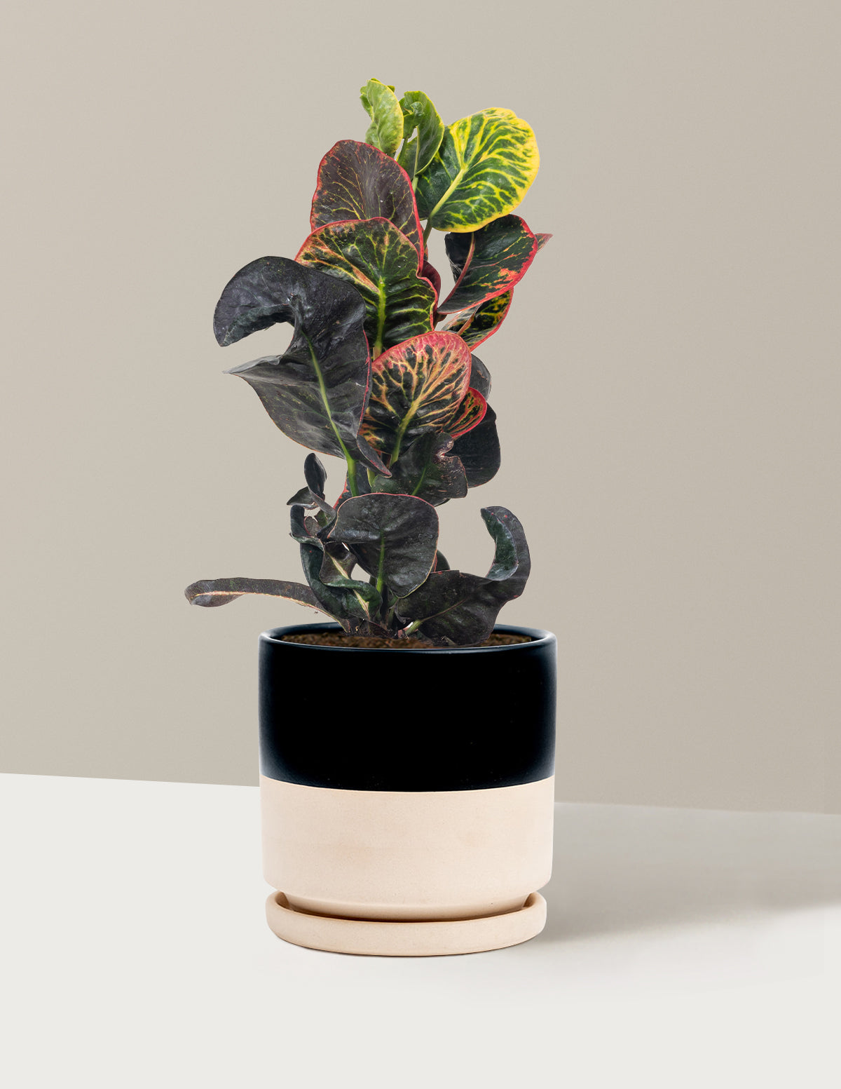Croton Nectarine