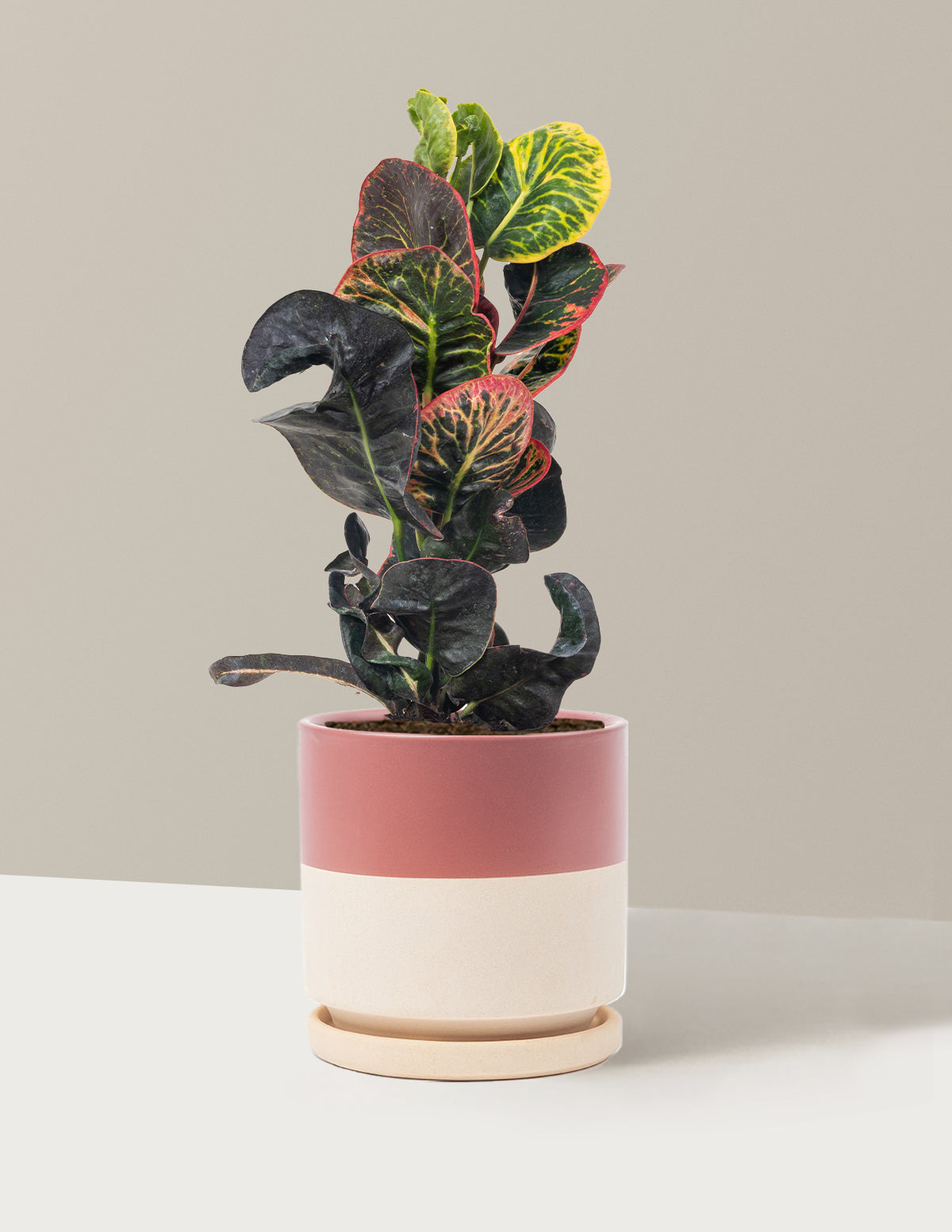 Croton Nectarine