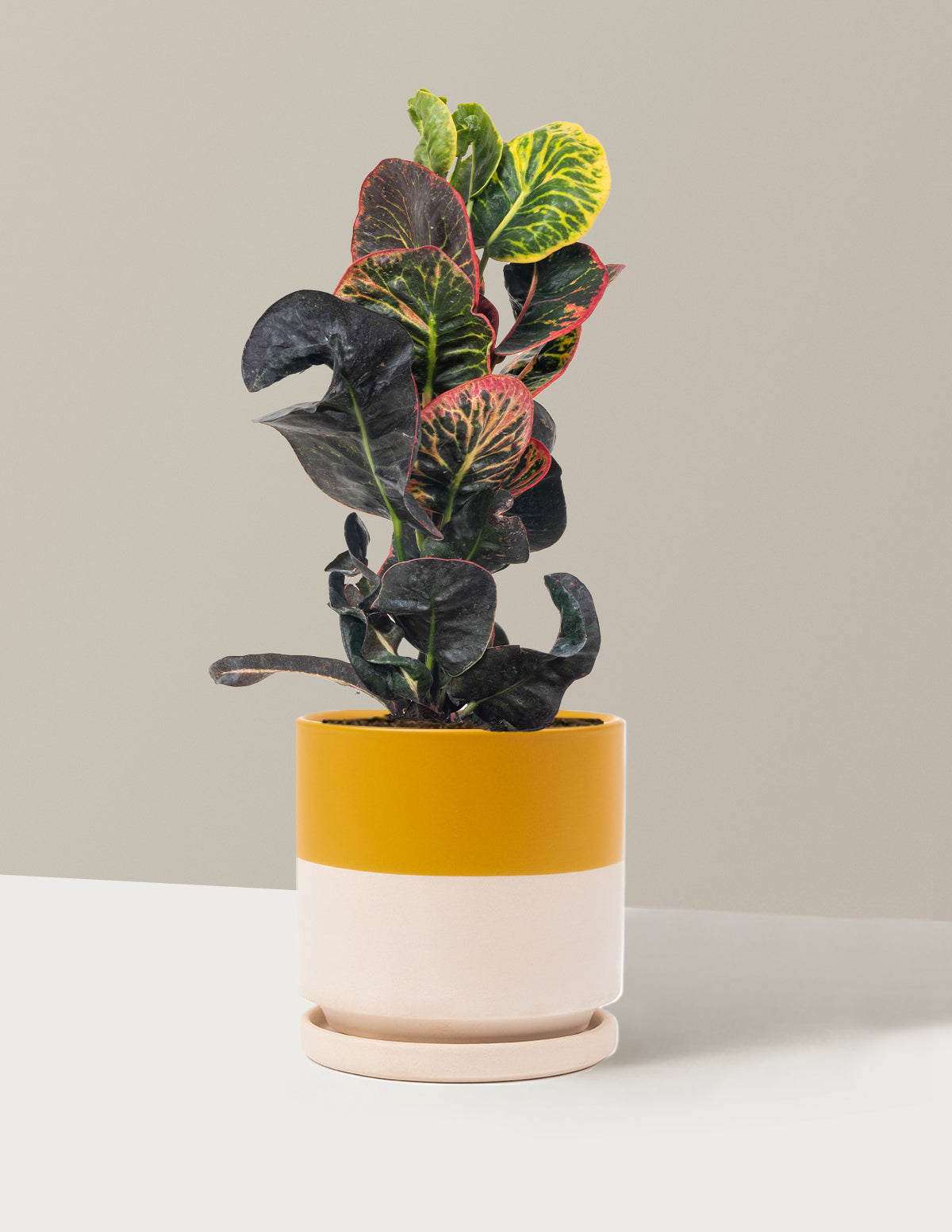 Croton Nectarine