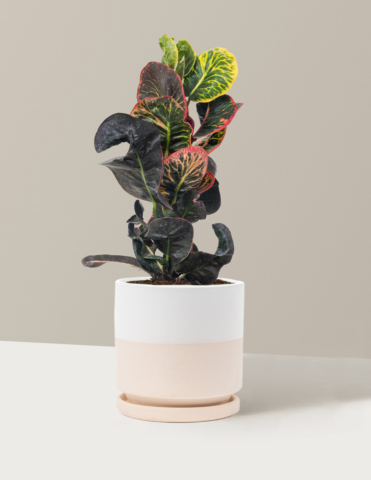 Croton Nectarine