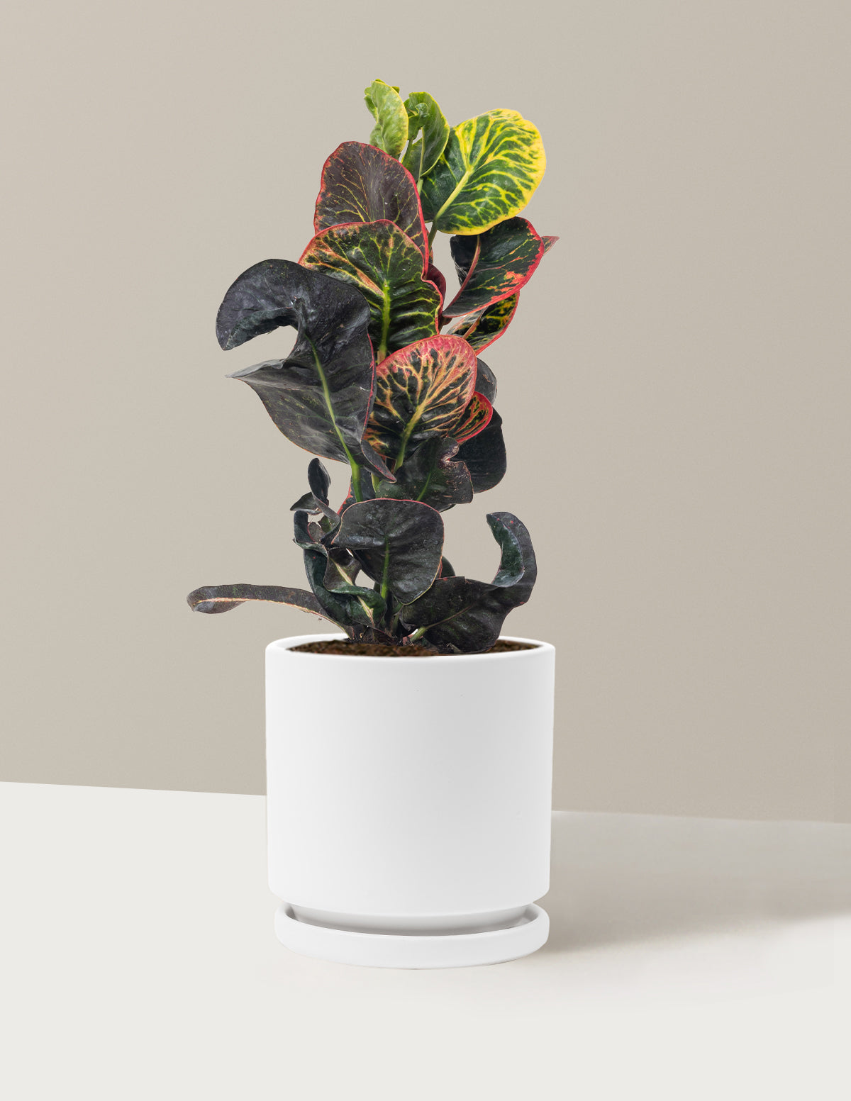 Croton Nectarine