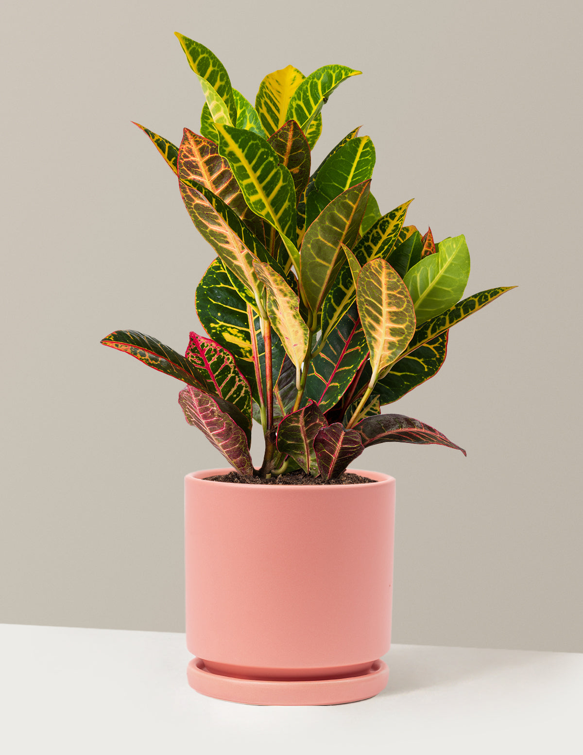 bundle | Medium | Isabella | Bubblegum