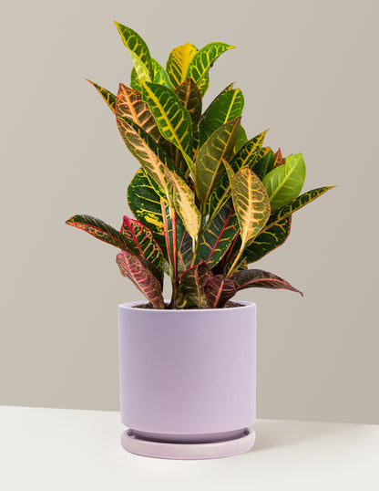 bundle | Medium | Isabella | Lavender