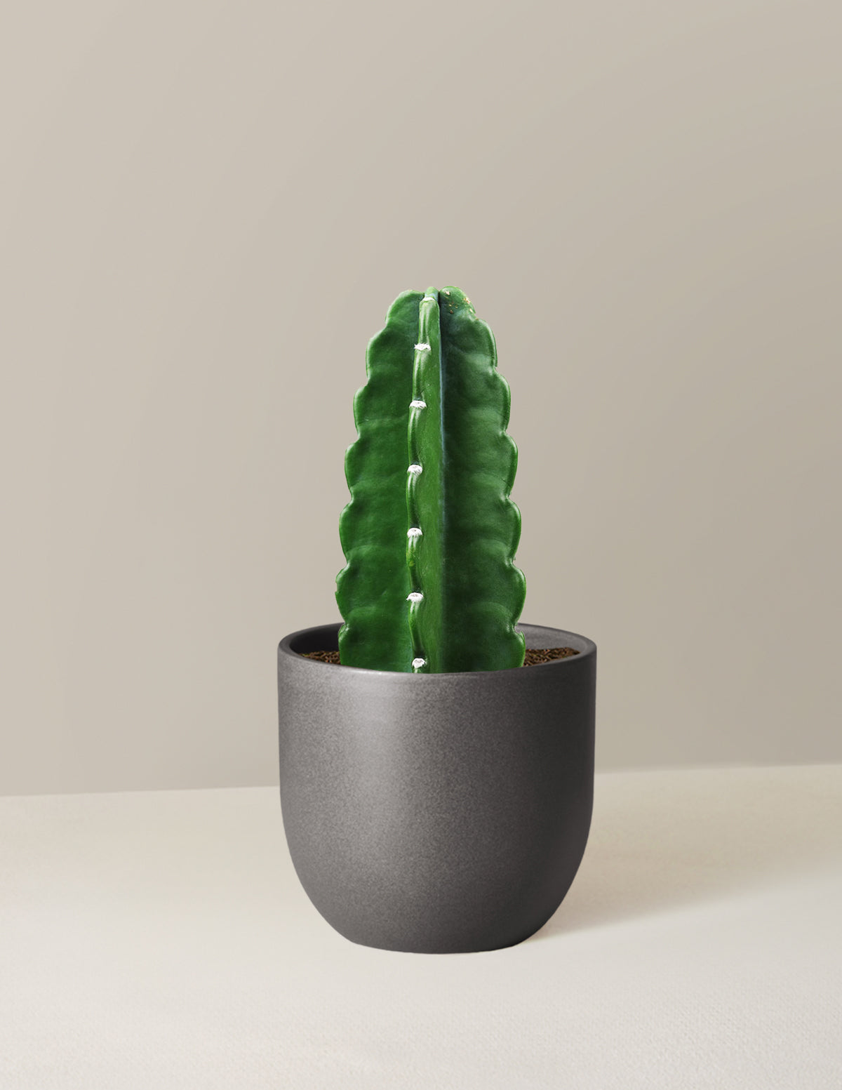 Cuddly Cactus