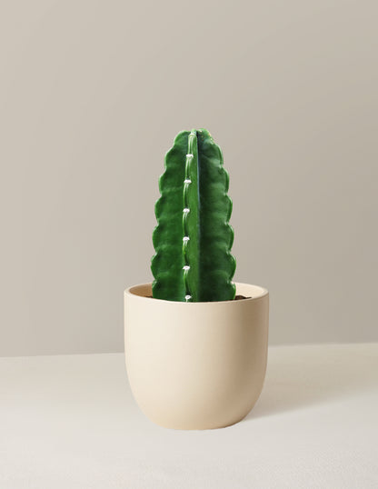 Cuddly Cactus