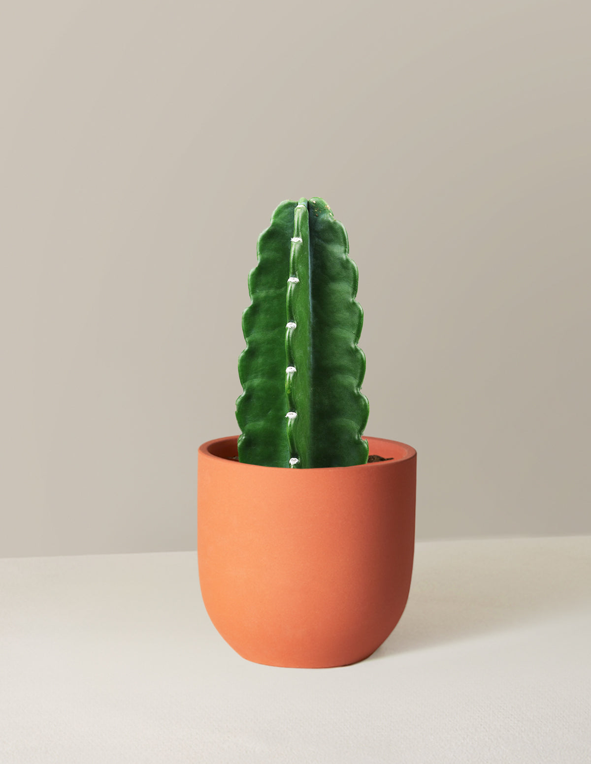 Cuddly Cactus