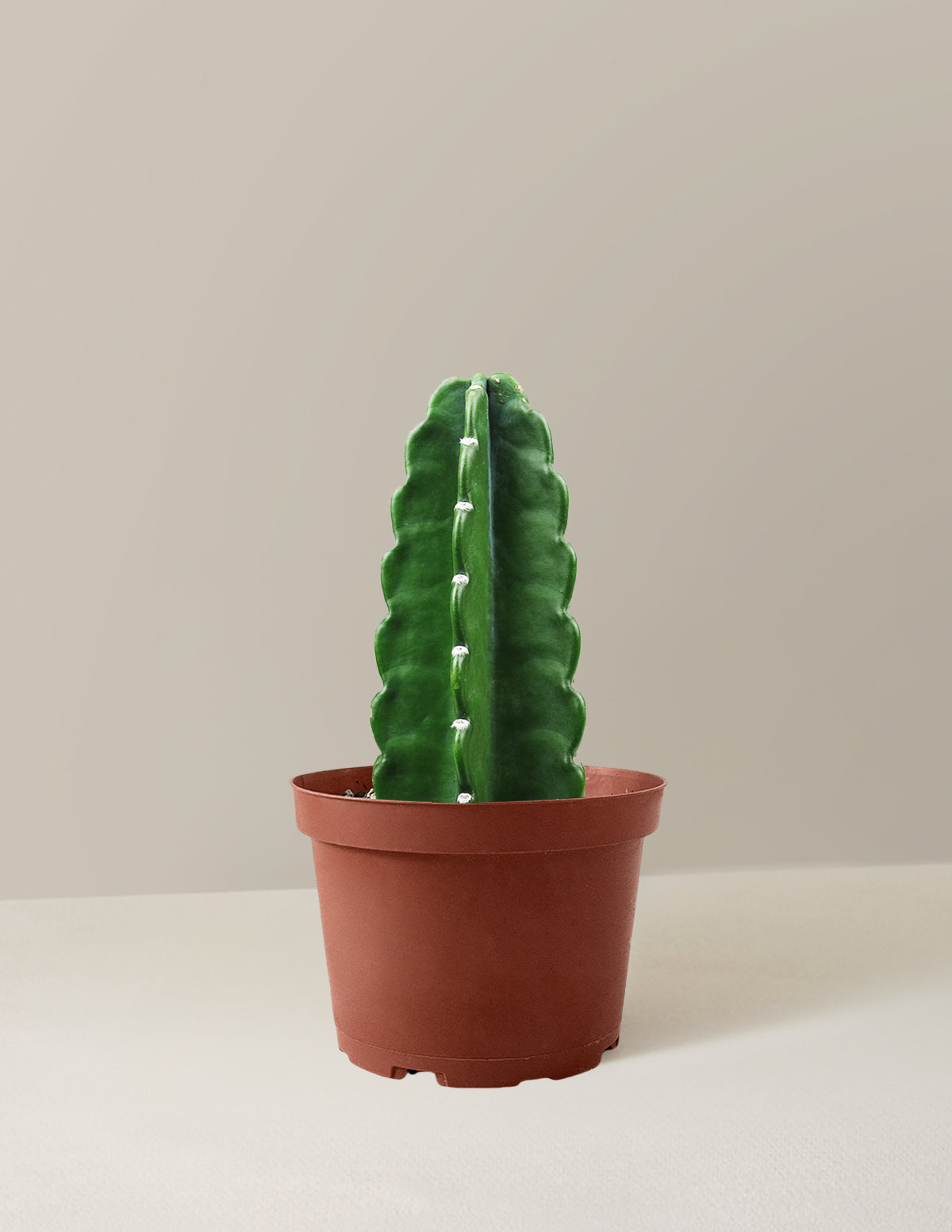 Cuddly Cactus